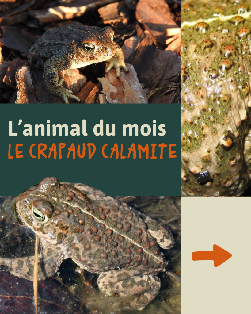 Crapaud calamite