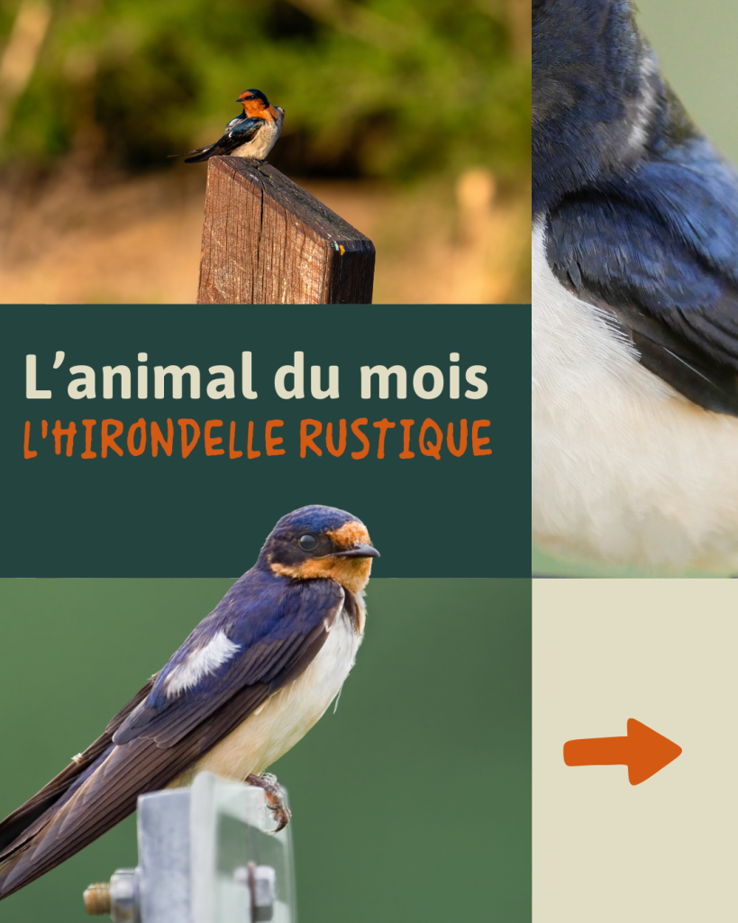 HIRONDELLE RUSTIQUE