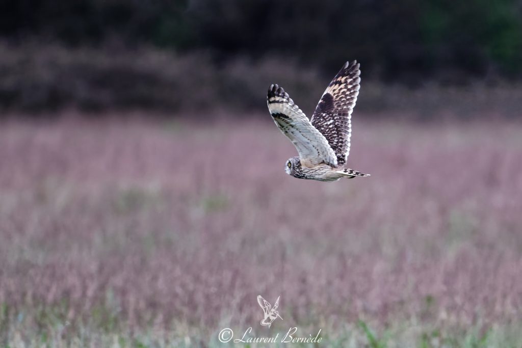 HIBOU DES MARAIS