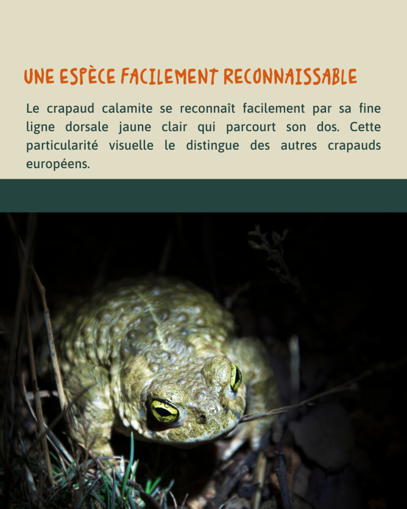 Crapaud calamite