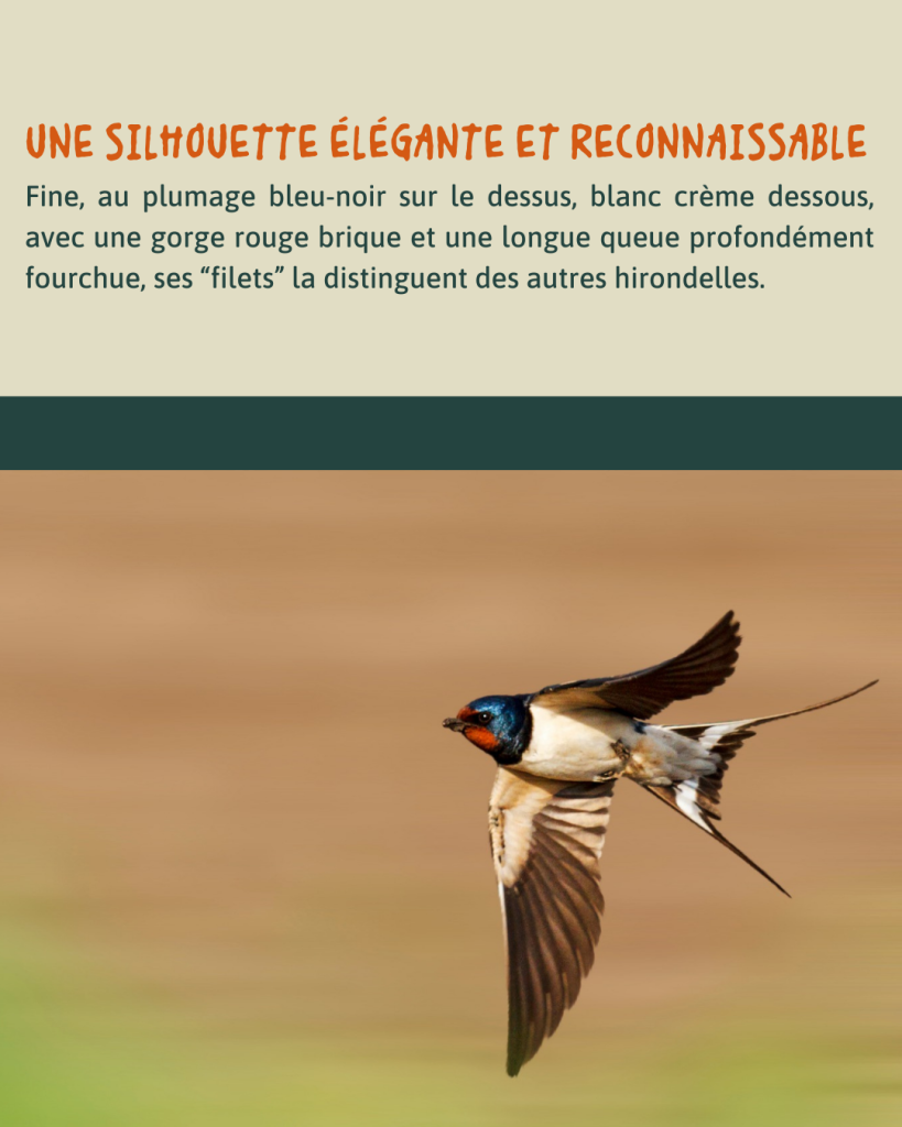 HIRONDELLE RUSTIQUE