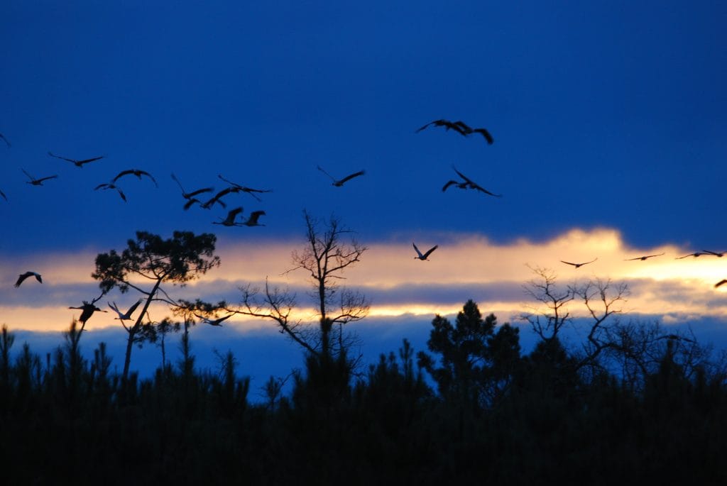Le site accueille 38 espèces d’oiseaux nicheurs et/ou en hivernage, dont 26 sont d’intérêt patrimonial