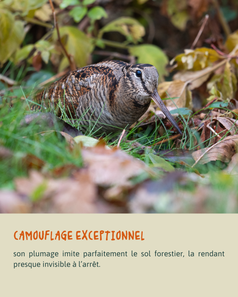 BÉCASSE