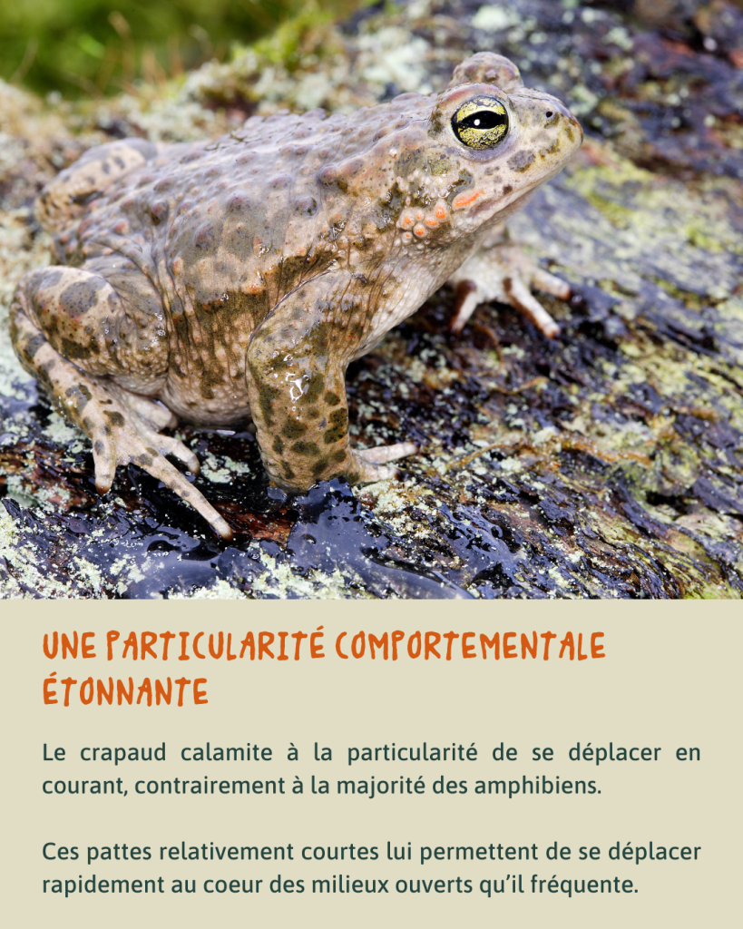 Crapaud calamite