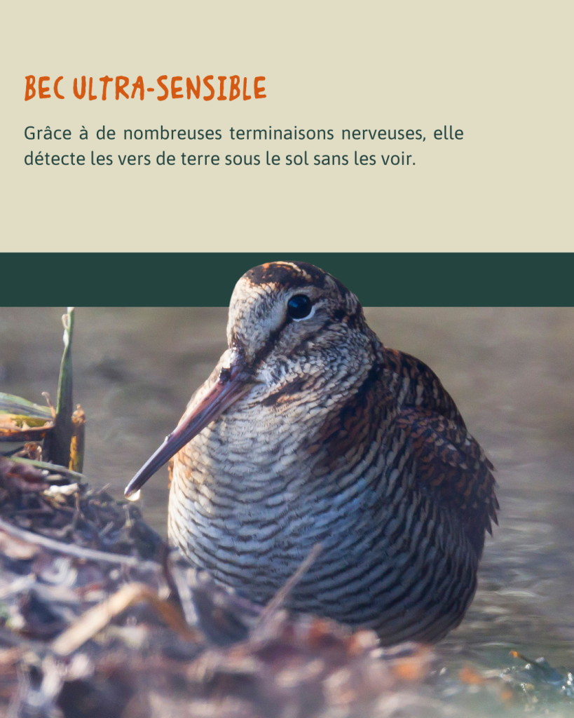BÉCASSE
