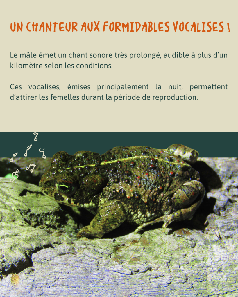 Crapaud calamite