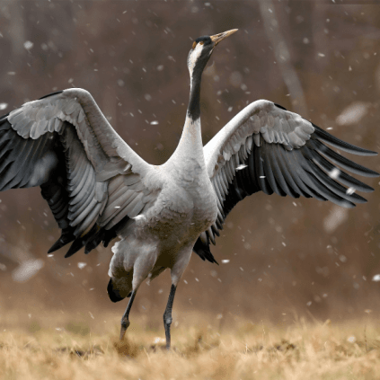 hivernage Grus grus