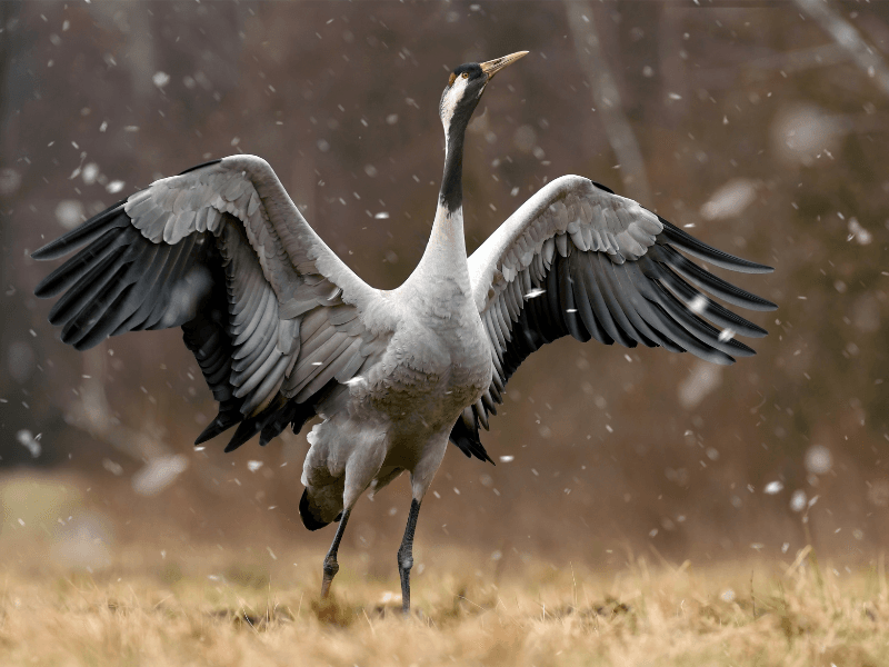 hivernage Grus grus