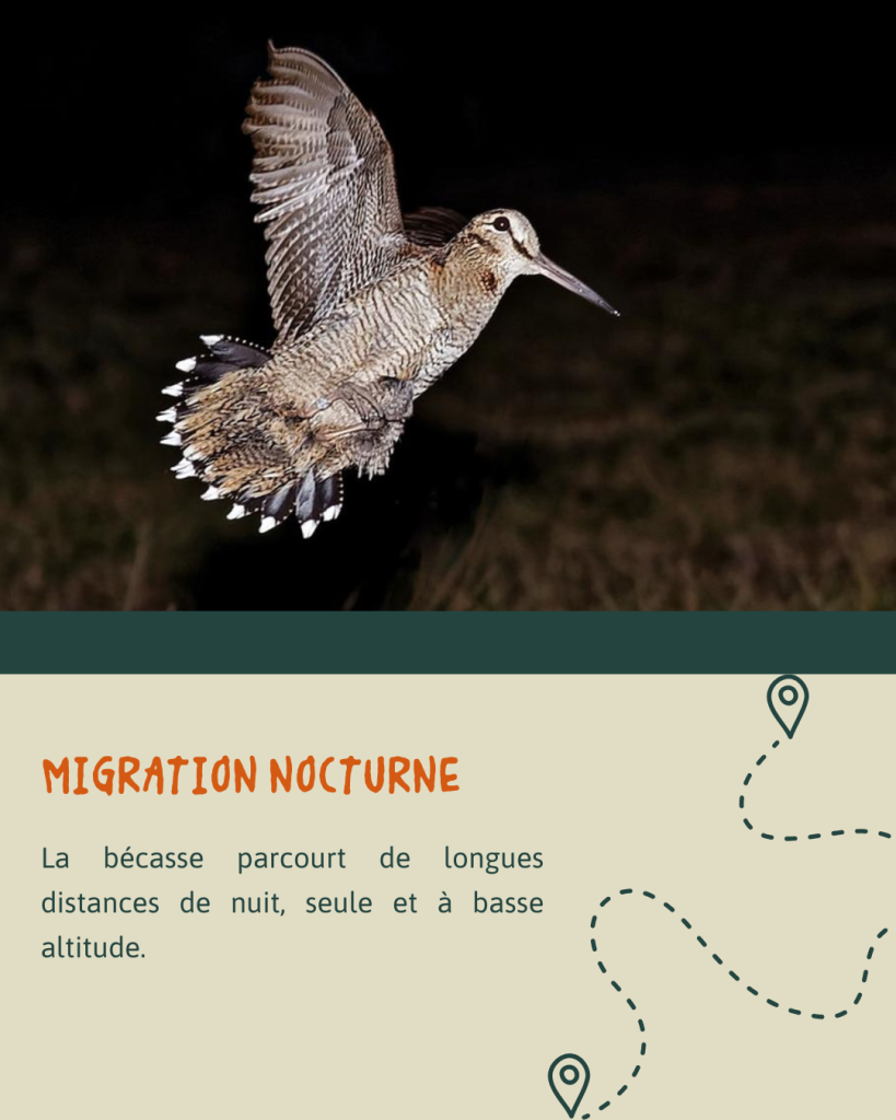 BÉCASSE