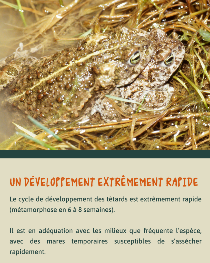 Crapaud calamite