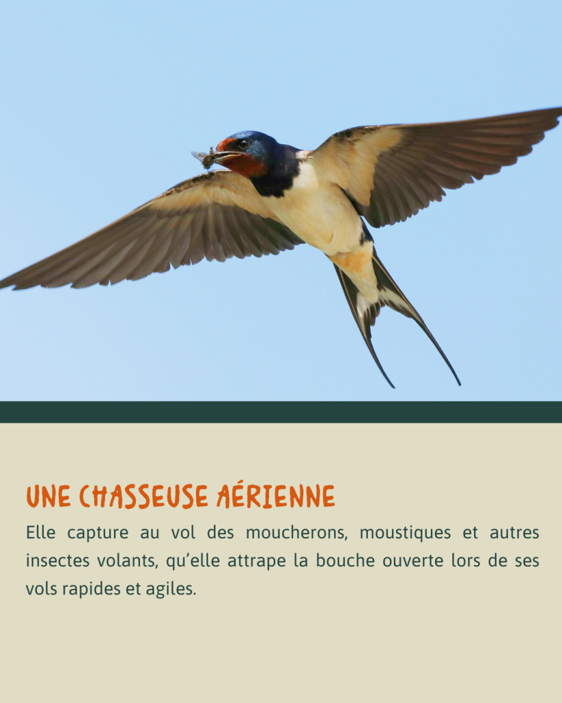HIRONDELLE RUSTIQUE