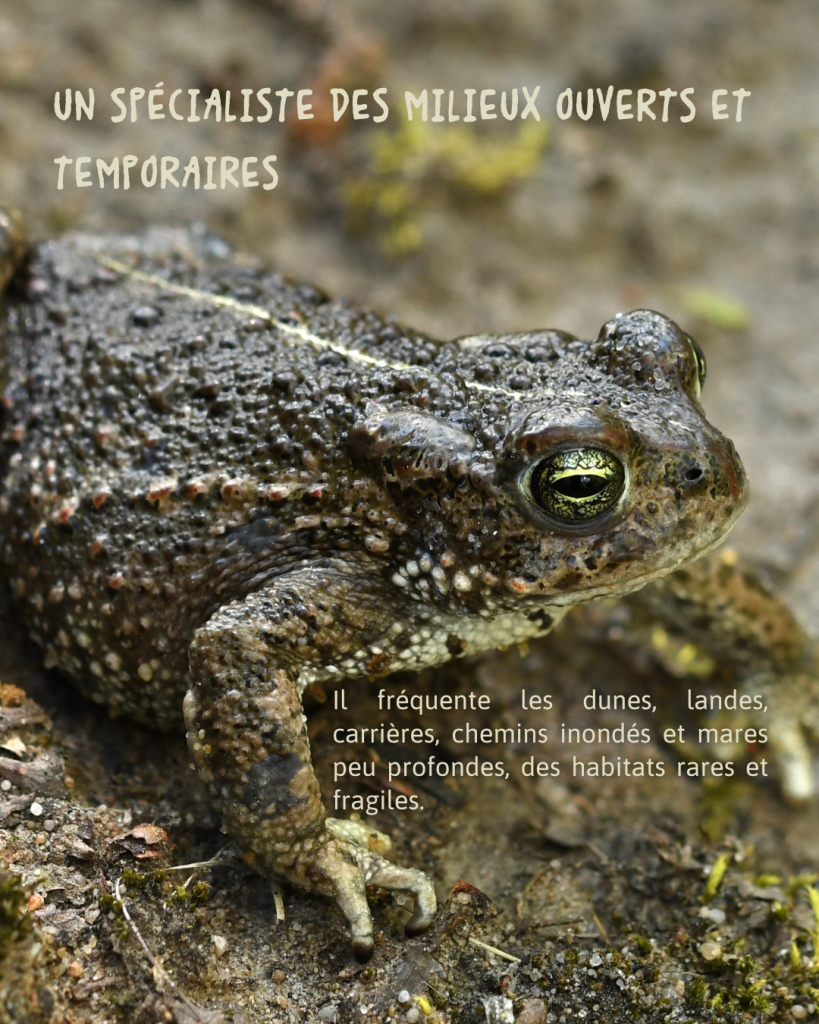 Crapaud calamite
