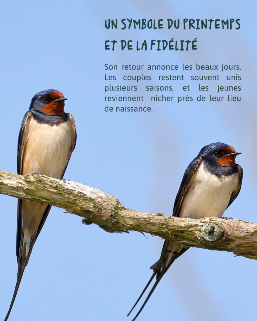 HIRONDELLE RUSTIQUE