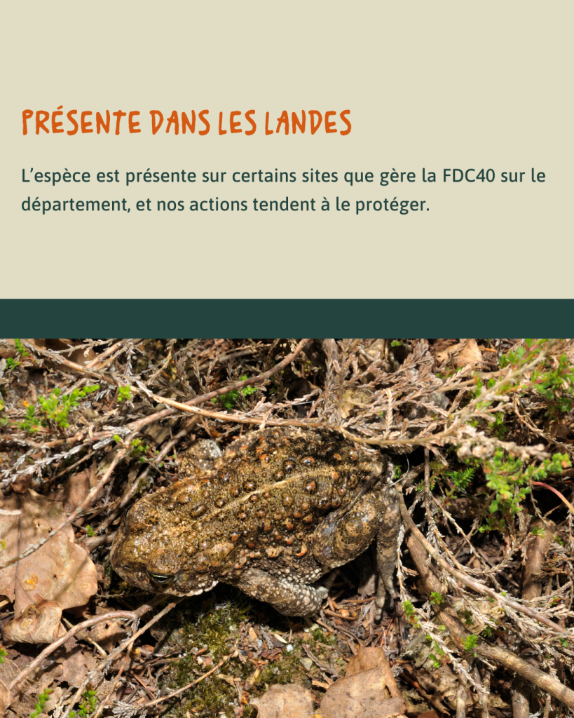 Crapaud calamite
