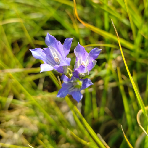 Suivi de la gentiane des marais à Losse : une petite commune landaise, de grandes actions en faveur de la biodiversité