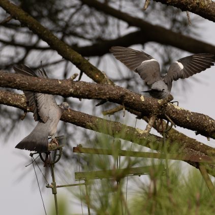 action chasse traditionnelle