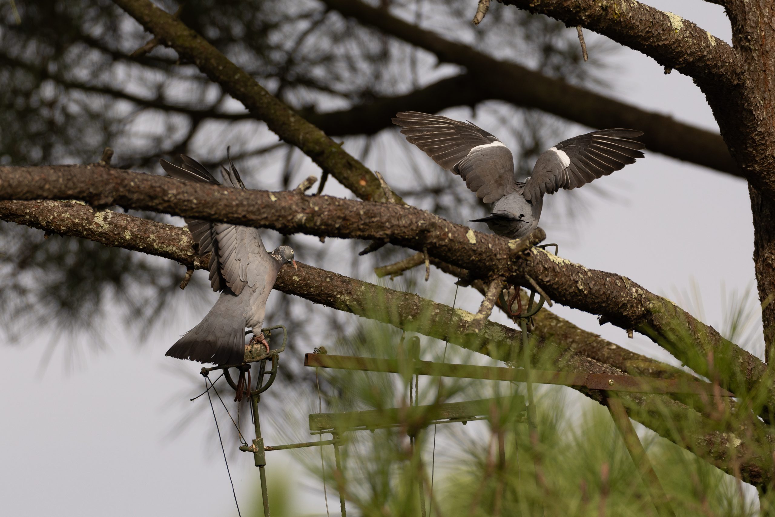 action chasse traditionnelle