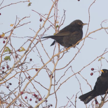 suivi de l’évolution de la taille des populations nicheuses et hivernantes joue un rôle essentiel pour la conservation de la biodiversité.