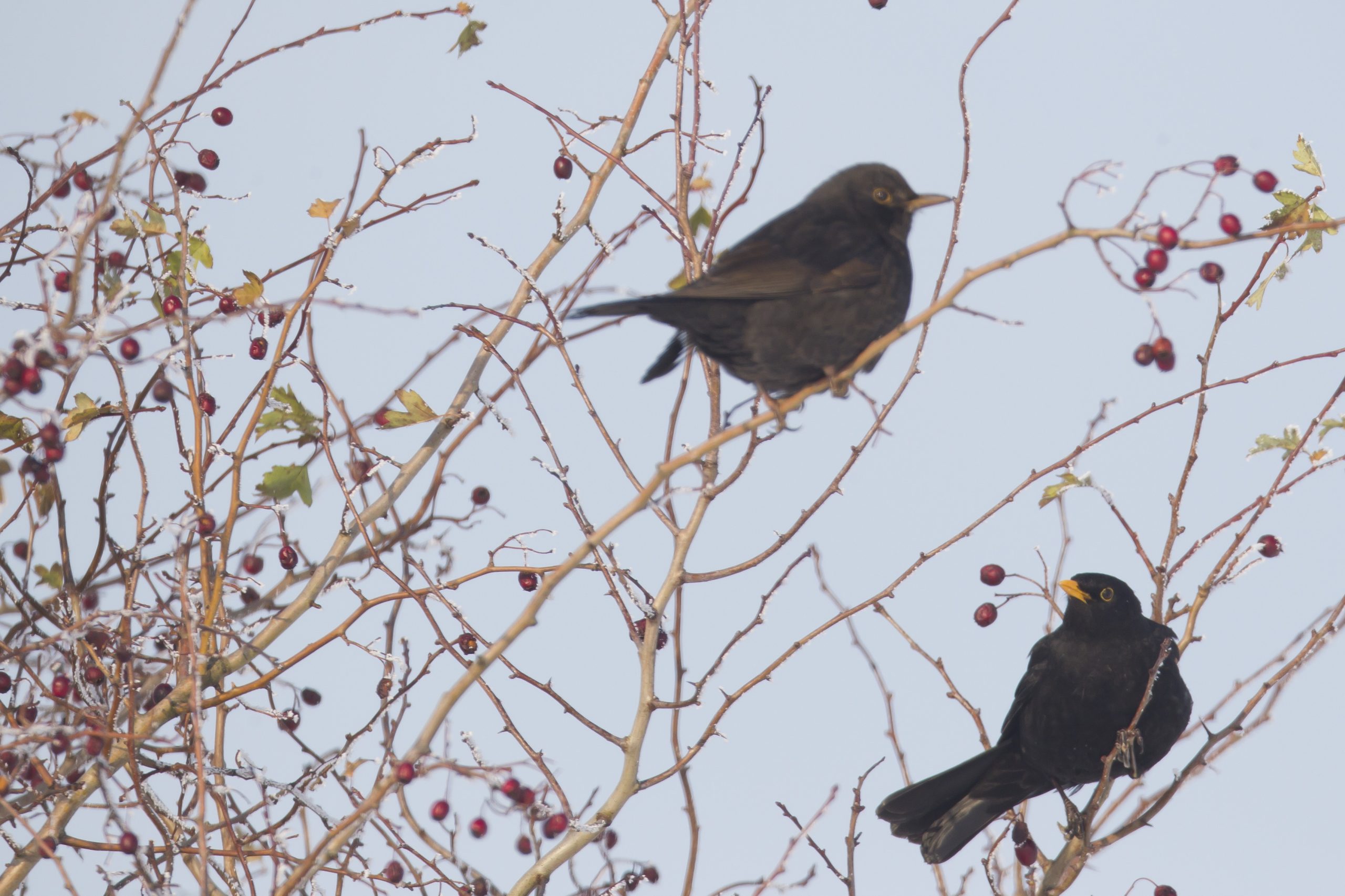 suivi de l’évolution de la taille des populations nicheuses et hivernantes joue un rôle essentiel pour la conservation de la biodiversité.