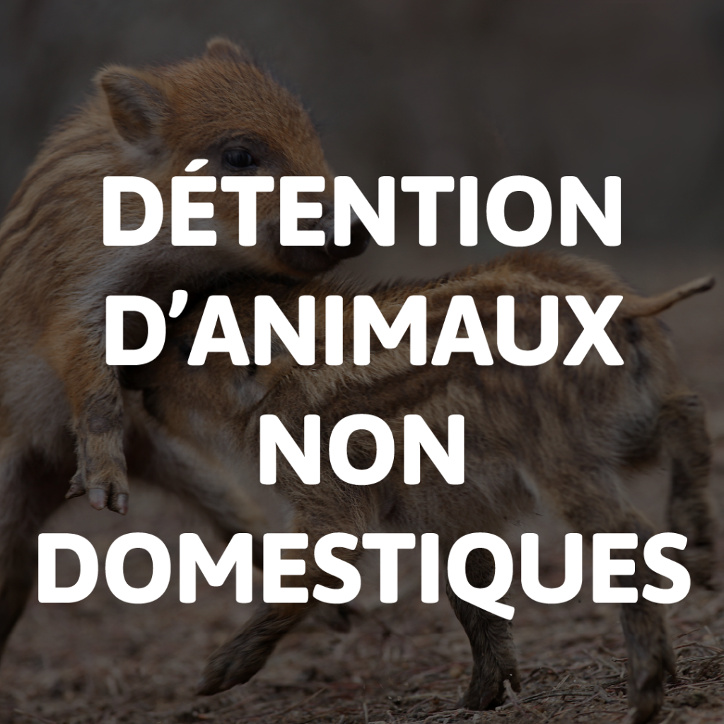DÉTENTION D'ANIMAUX NON DOMESTIQUE