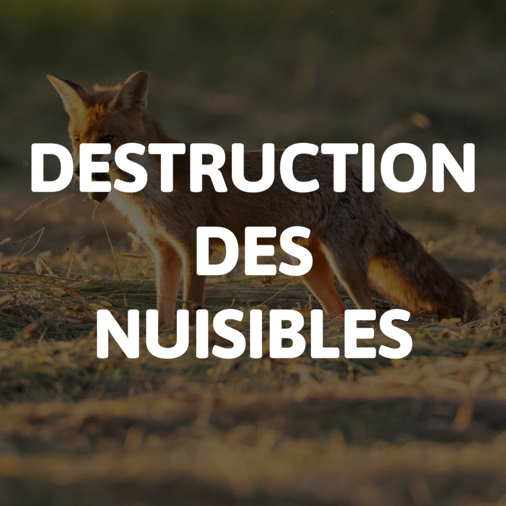 destruction des nuisibles