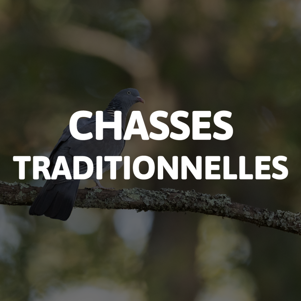 chasse traditionnelle