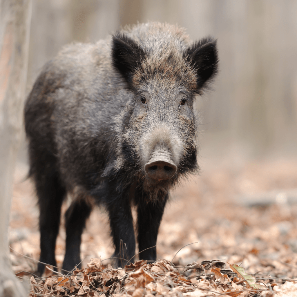 SANGLIER
