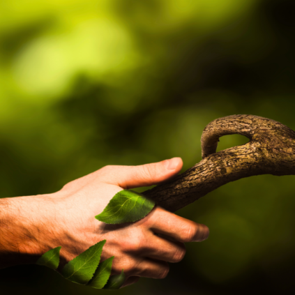 Alternant(e) – Diagnostic des haies et étude du gisement de bois