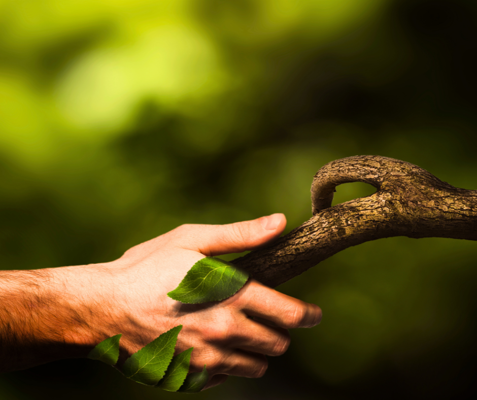 Alternant(e) – Diagnostic des haies et étude du gisement de bois