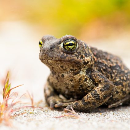 Crapaud calamite