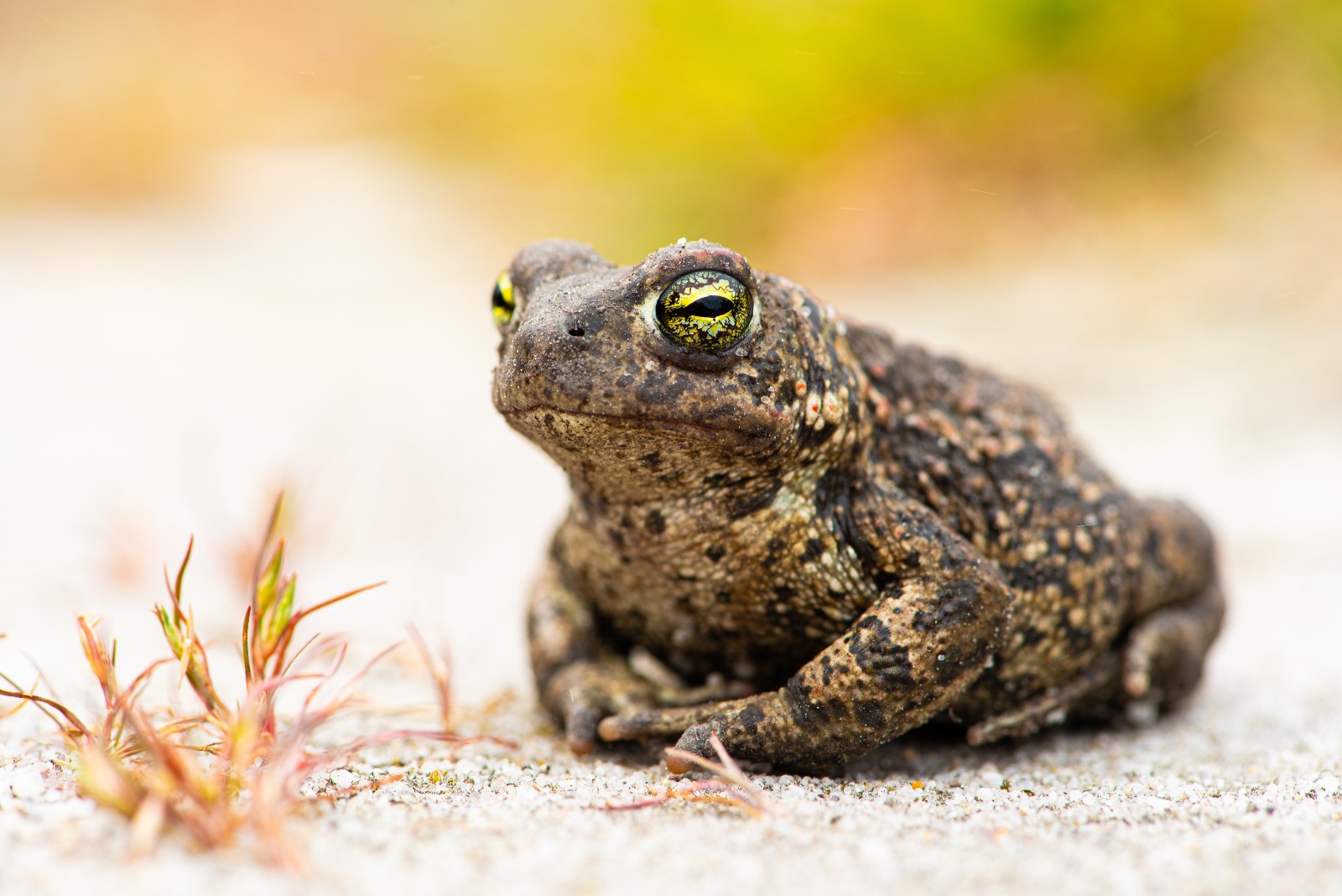 Crapaud calamite