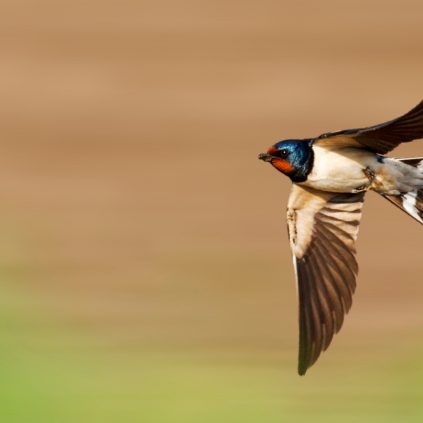 HIRONDELLE RUSTIQUE
