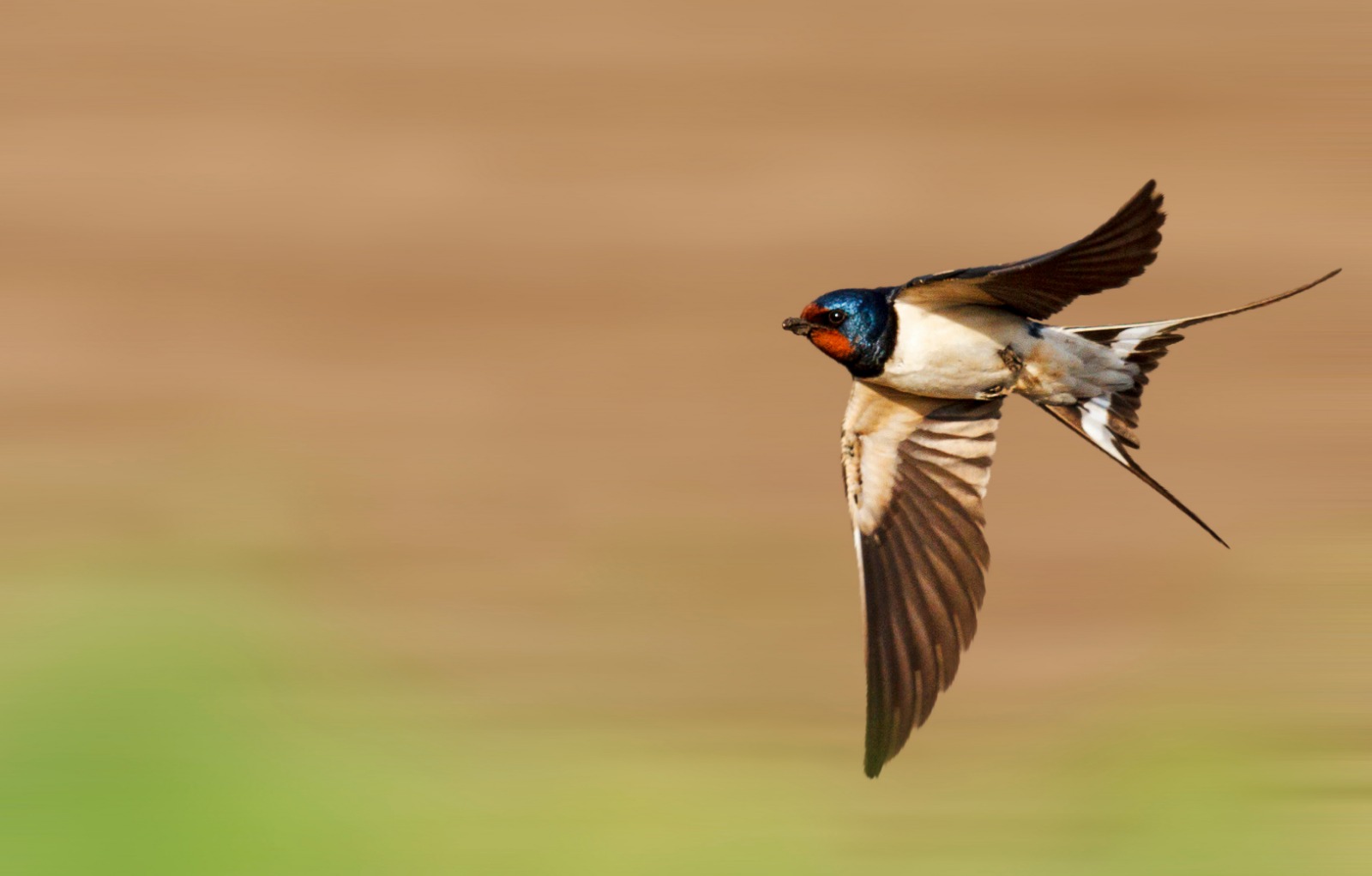HIRONDELLE RUSTIQUE
