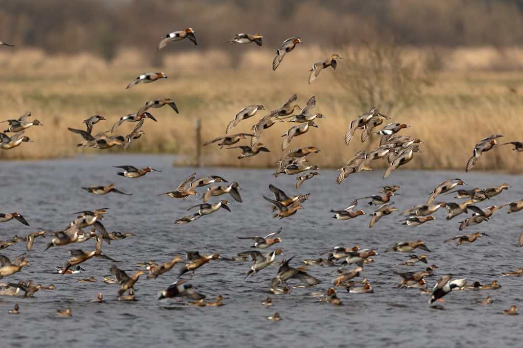 wetland canard pilet