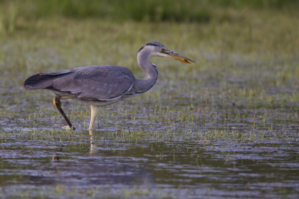 wetland heron cendre