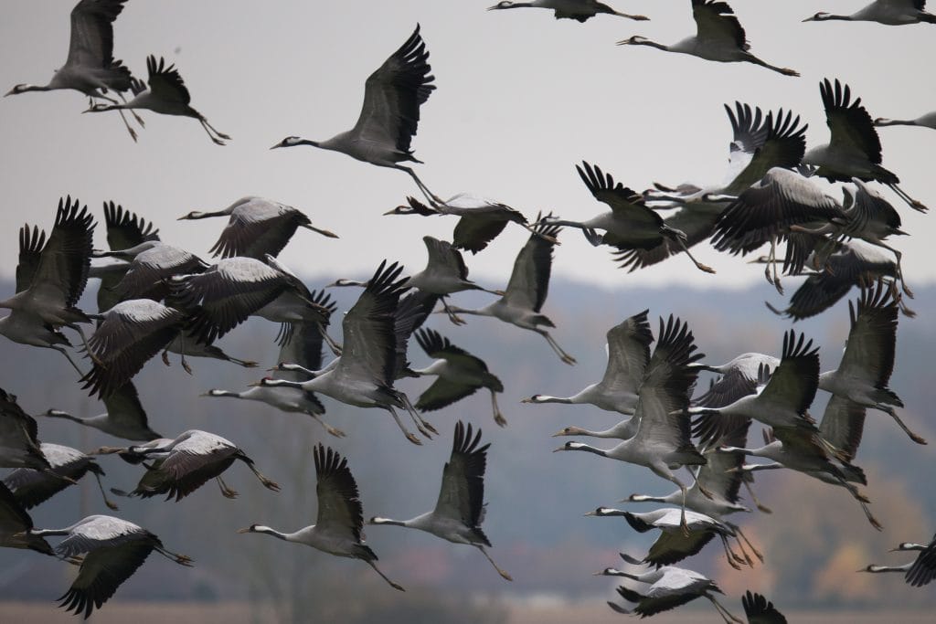 La gestion des zones humides et la conservation de ces habitats sont essentielles pour préserver cette faune remarquable, tout en contribuant à la biodiversité locale