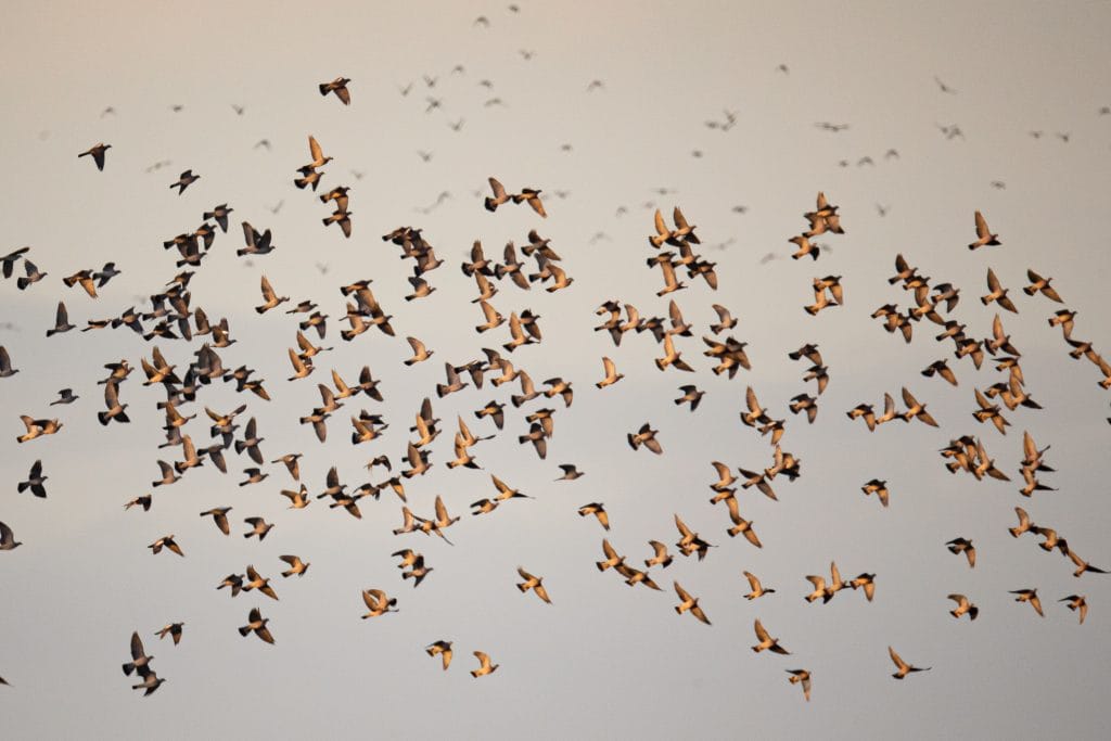 site où les oiseaux migrateurs sont nombreux