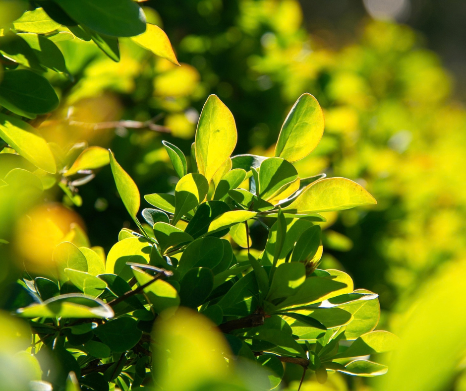 haies-biodiversite-landes