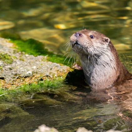 La Loutre d’Europe : Un joyau discret des zones humides