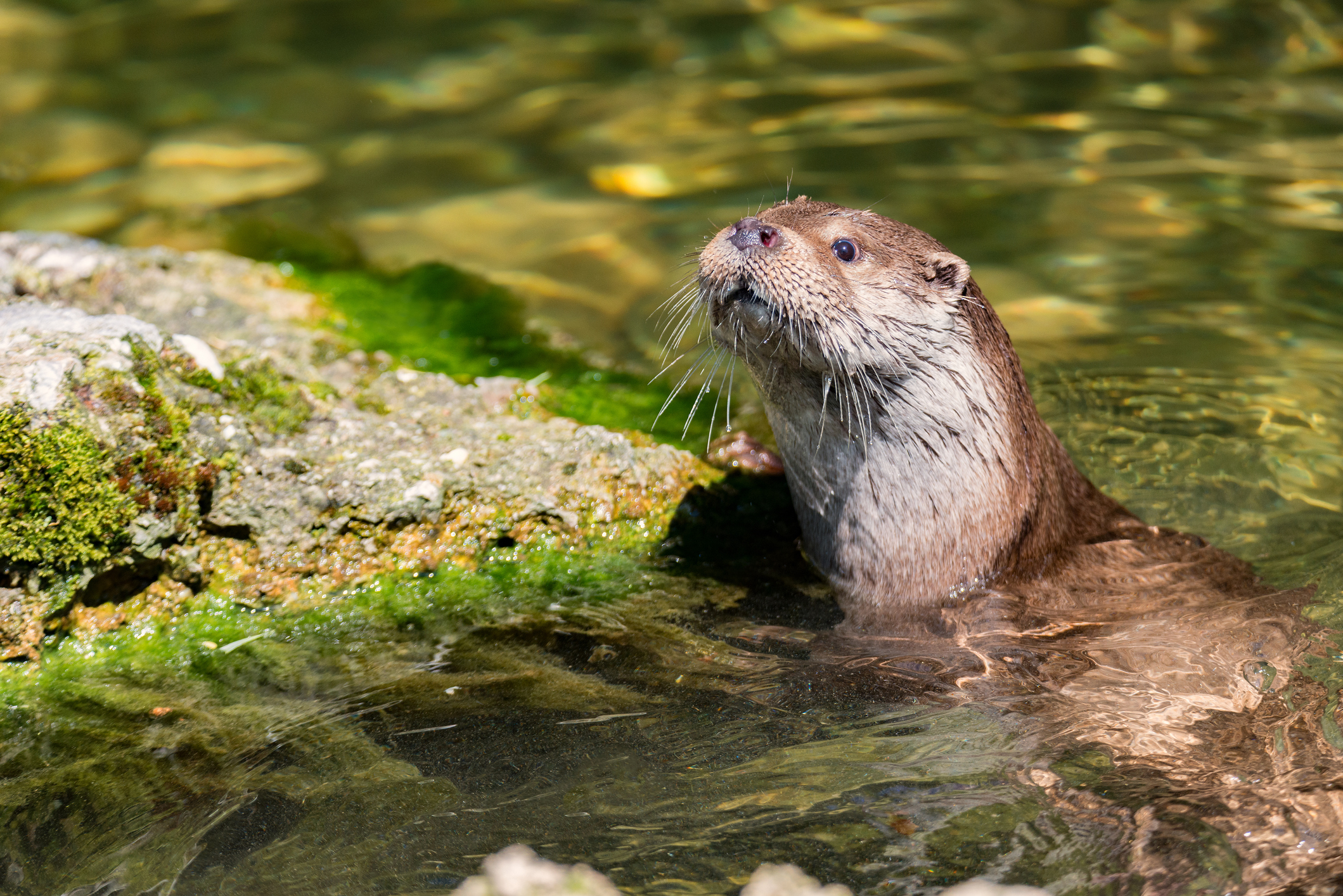 La Loutre d’Europe : Un joyau discret des zones humides