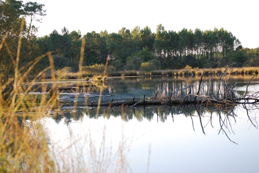 Le site se compose d’une lagune, d’un marais inondable, d’une pinède humide et d’une petite chênaie acidiphile.