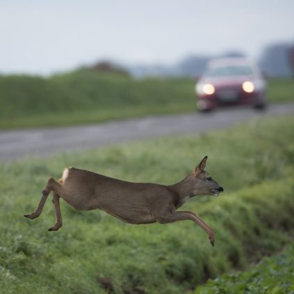 Collisions routières avec la faune sauvage : un risque réel, des causes, des conseils et le rôle essentiel de la chasse