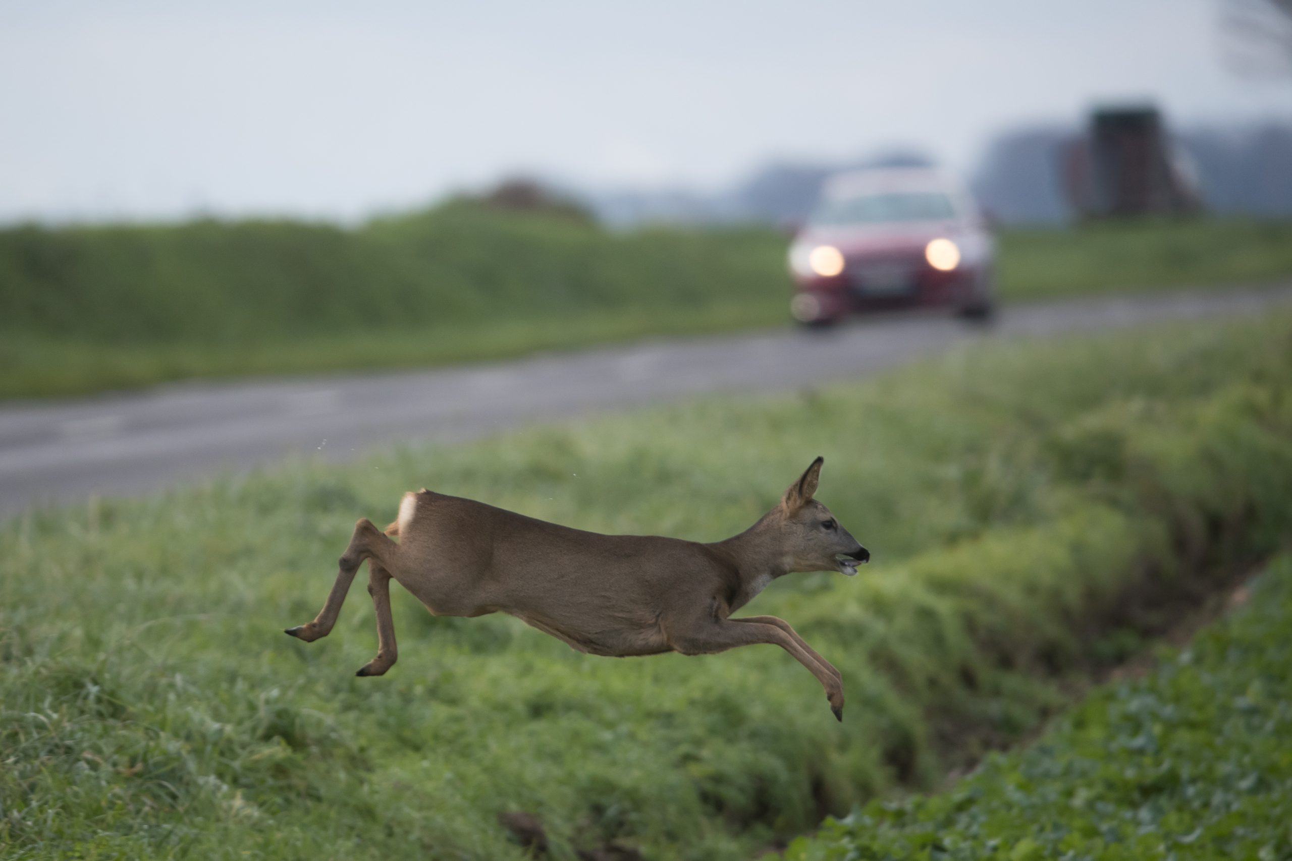 Collisions routières avec la faune sauvage : un risque réel, des causes, des conseils et le rôle essentiel de la chasse