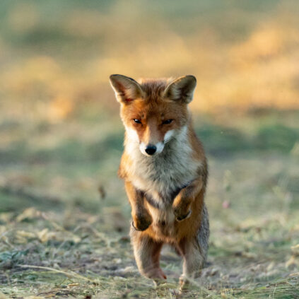 RENARD