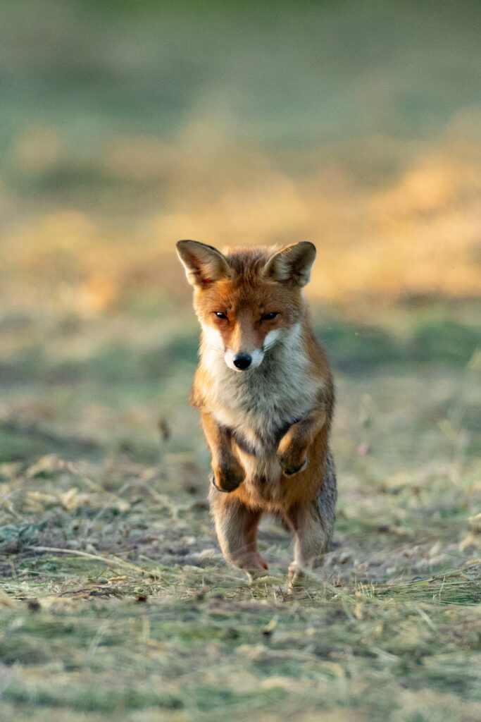 RENARD