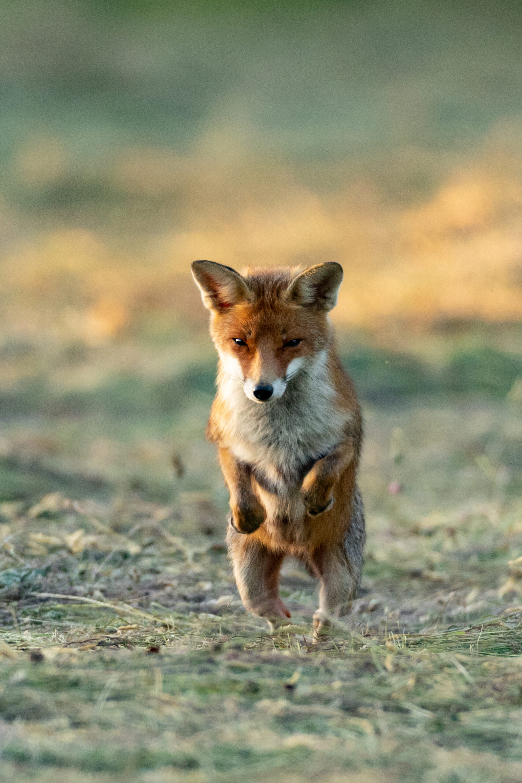 RENARD