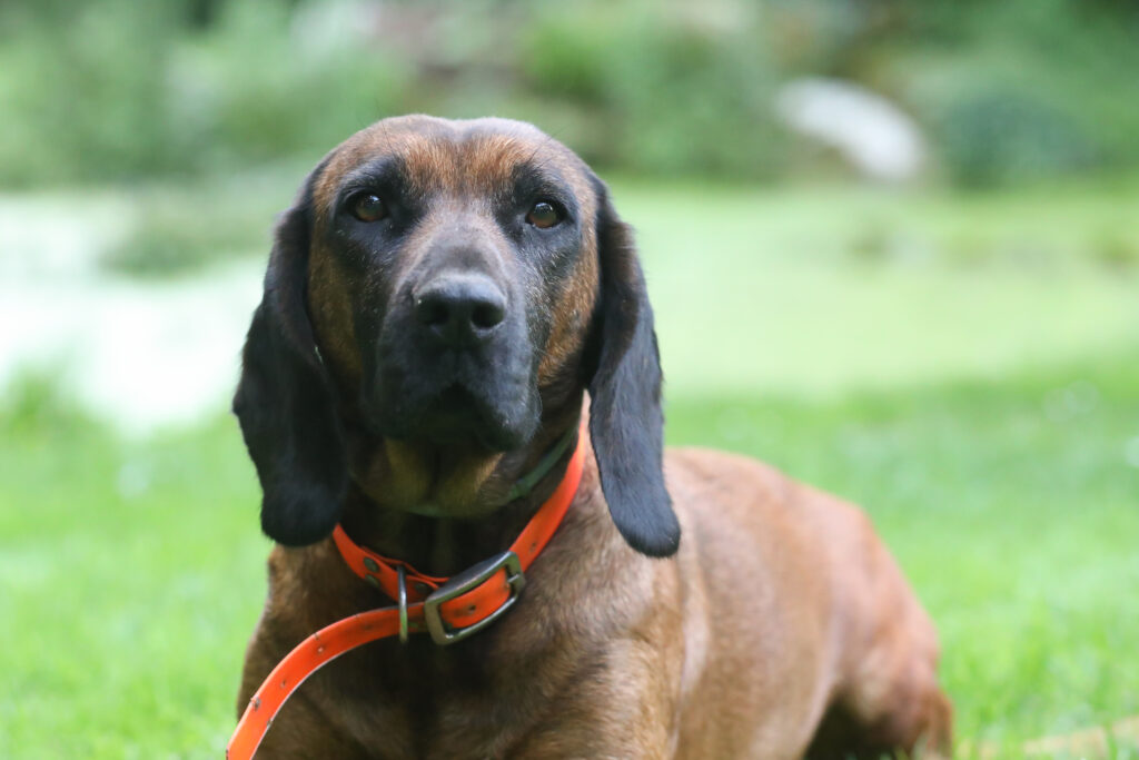 CHIEN DE SANG