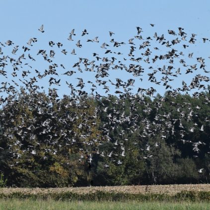 Comptage des palombes hivernantes dans le grand Sud-Ouest