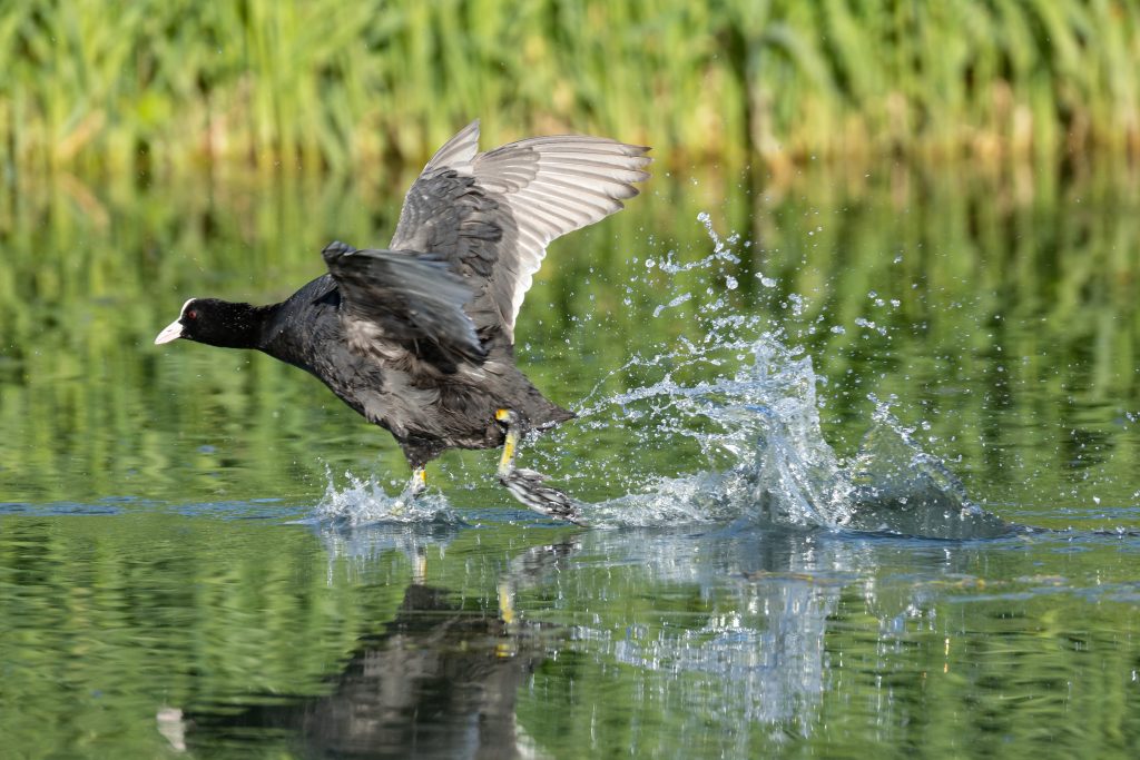 wetland foulque macroule,