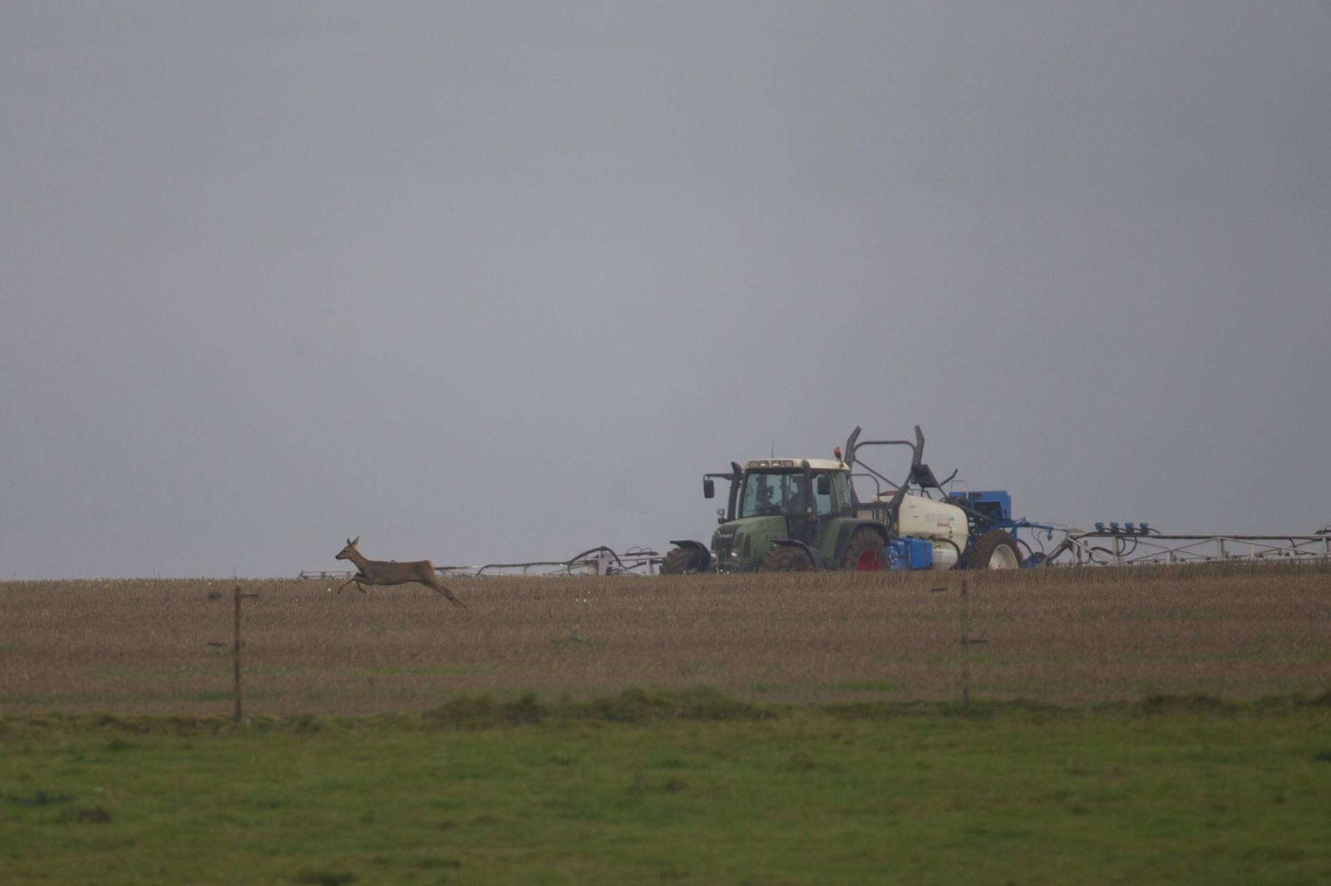 Photo - Chevreuil sur champ